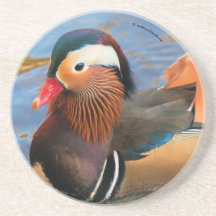 Belo Pato Mandarim no Pond