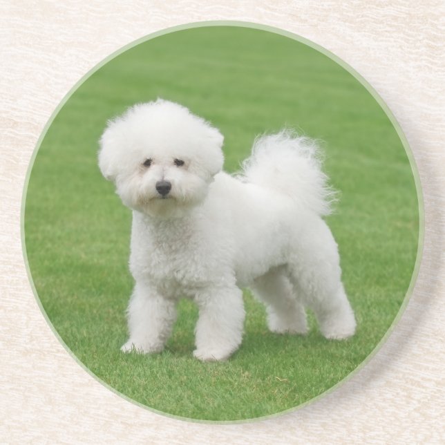 Porta-copos Bichon Frise (Frente)