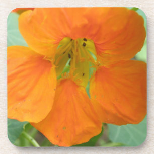 Porta copos bonito de Cortiça Nasturtium