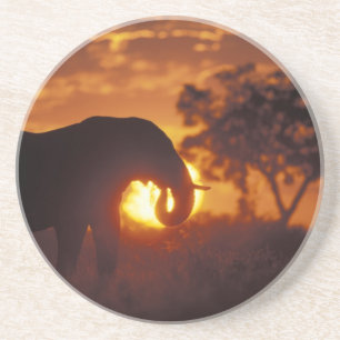 Porta-copos Botswana, Parque Nacional Chobe, Elefante macho
