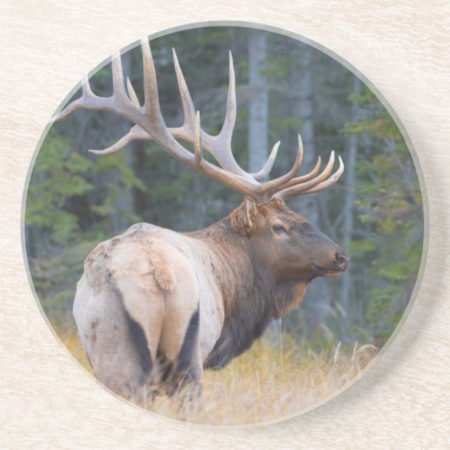 Porta-copos Bull Rocky Mountain Elk (Frente)