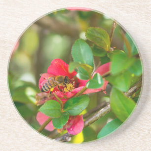 Porta-copos Bumblebee E Azalea