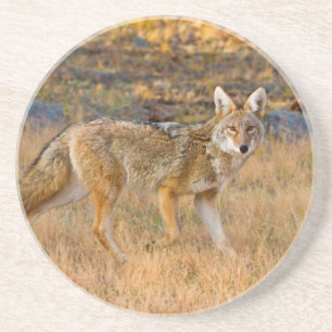 Porta-copos Caça de coiote (Canis Latrans)