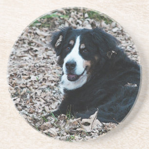 Porta-copos Cachorro da Montanha Bernese no outono