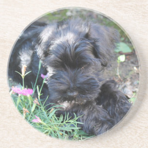Porta-copos Cachorro Terrier Adorável