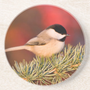 Porta-copos Carolina Chickadee em Blue Atlas Cedar