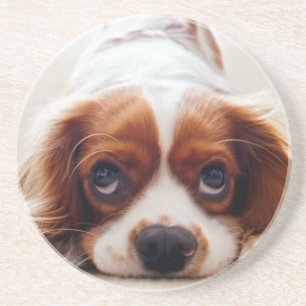 Porta-copos Cavaleiro Rei Charles Spaniel