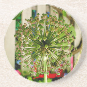 Porta-copos Cebola Ornamental