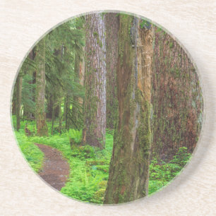 Porta-copos Cenário de floresta primária