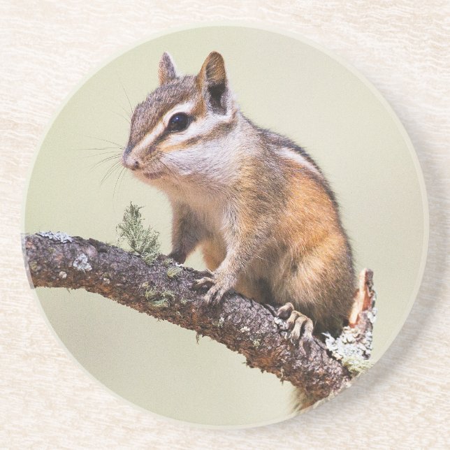 Porta-copos Chipmunk Cute e Chubby (Frente)