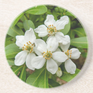 Porta-copos Choisya Ternata