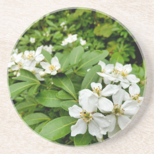 Porta-copos Choisya Ternata