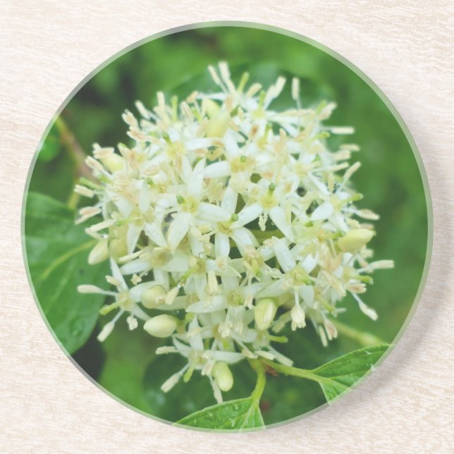 Porta-copos Cornus sanguinea (Frente)