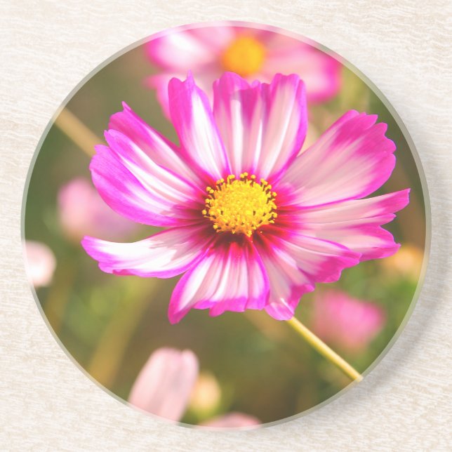 Porta-copos Cosmos rosa,Jardim de Algodão Rosalinde (Frente)