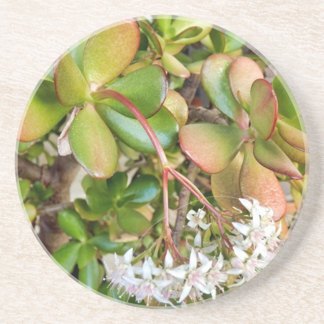 Porta-copos Crassula ovata (Frente)