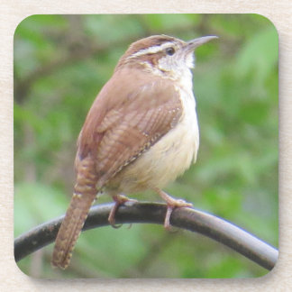Porta copos da carriça de Carolina