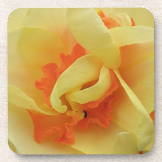 Porta copos Daffodil Cork rico (Frente)