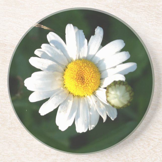 Porta-copos Daisy Photo Sandstone Beink Coaster (Frente)