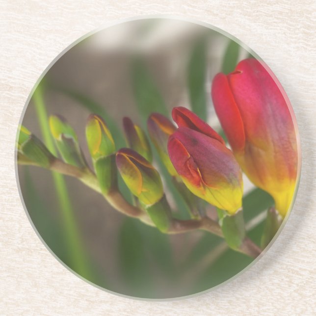 Porta-copos dark red freesia (Frente)