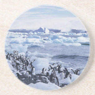 Porta-copos De Arenito Adelie Penguins Pygoscelis adeliae) entre