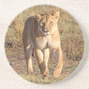 Porta-copos De Arenito África, Tanzânia, Serengeti. Leão e Leoa