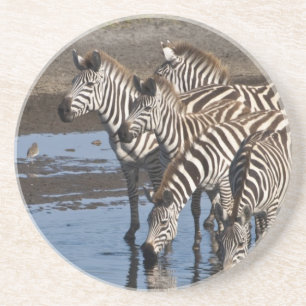 Porta-copos De Arenito África. Tanzânia. Zebras bebendo em Ndutu