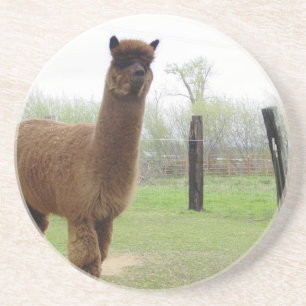 Porta-copos De Arenito Alpaca stud