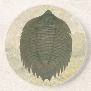 Porta-copos De Arenito Arctinrus Boltoni Fossil Trilobite