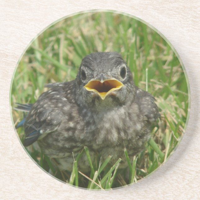 Porta-copos De Arenito Baby Bluebird (Frente)
