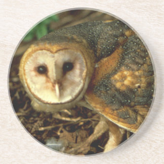 Porta-copos De Arenito Barn Owl