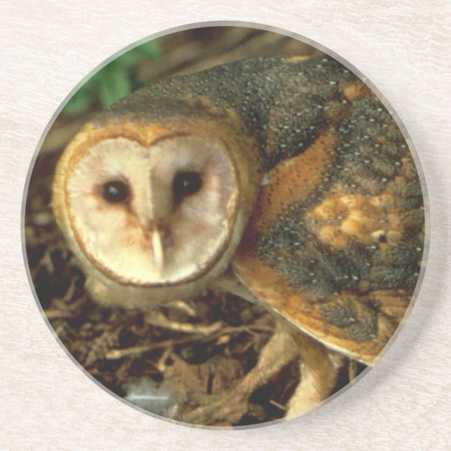 Porta-copos De Arenito Barn Owl (Frente)