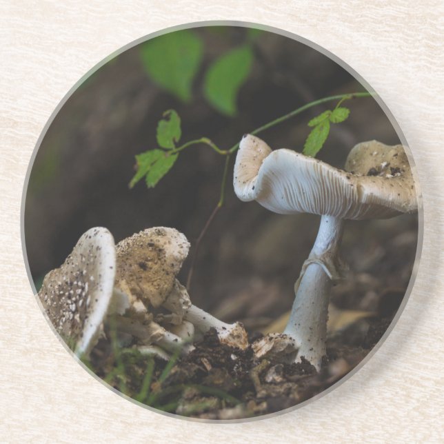 Porta-copos De Arenito Beleza venenosa (Frente)