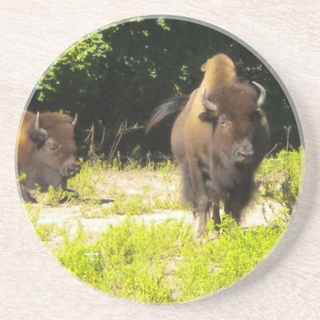 Porta-copos De Arenito Bison, Portas copos de Buffalo (Frente)