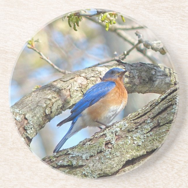 Porta-copos De Arenito Bluebird (Frente)