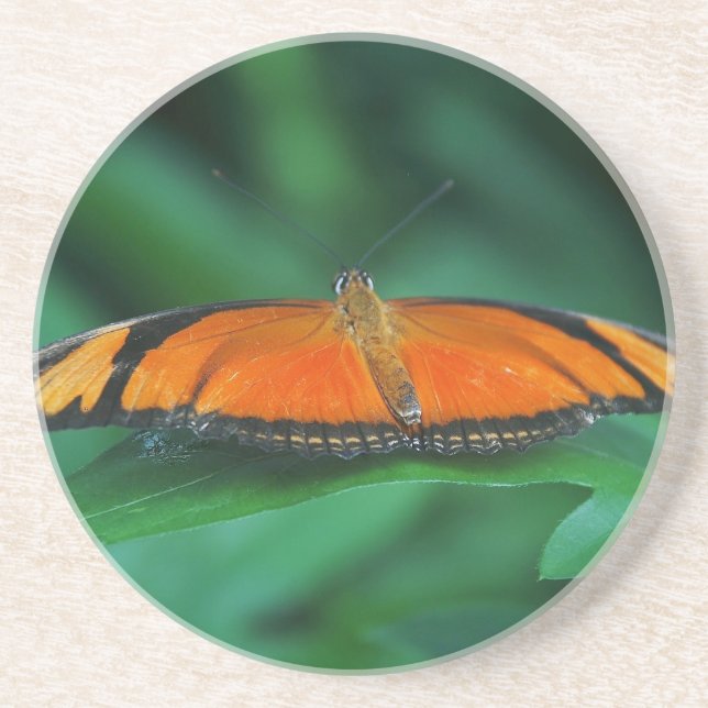 Porta-copos De Arenito Bright Orange and Black Butterfly on Leaf (Frente)