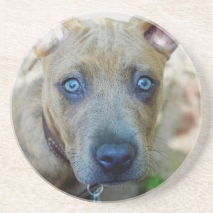 Porta-copos De Arenito Brindle Pit Bull Puppy por Shirley Taylor