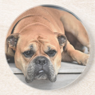 Porta-copos De Arenito Bull Dog