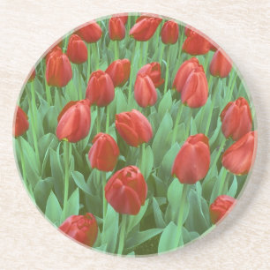 Porta-copos De Arenito Campo de tulipas floresce na primavera.