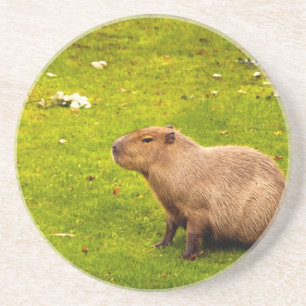 Porta-copos De Arenito Capivara