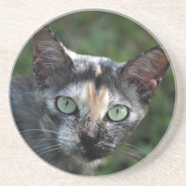 Porta-copos De Arenito Cinza de Gato Branco Castanho com Olhos Verdes (Frente)