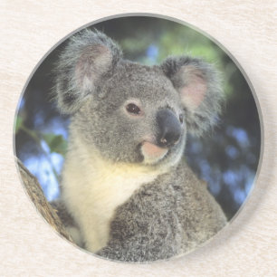 Porta-copos De Arenito Coala, Phascolarctos cinereus), Austrália,