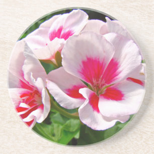 Porta-copos De Arenito Cor-de-rosa e vermelho Geranium Floral