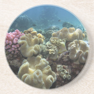 Porta-copos De Arenito Coral, Recife Agincourt, Grande Barreira de Coral,