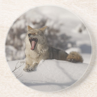 Porta-copos De Arenito Coyote Snow Yawn