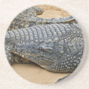 Porta-copos De Arenito Crocodilos