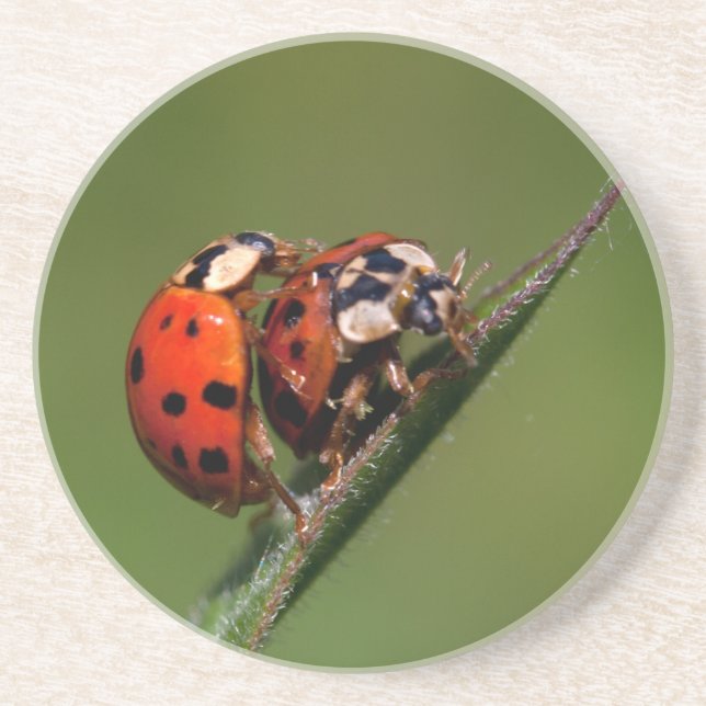 Porta-copos De Arenito Damybugs Apaixonados (Frente)