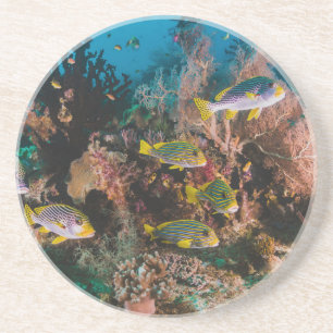 Porta copos de arenito de Coral Reef
