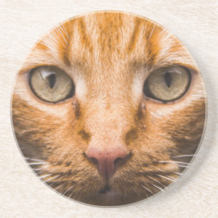 porta copos de arenito de Gato