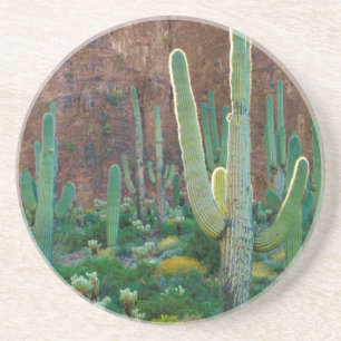 Porta-copos De Arenito EUA, Arizona. Campo de Cactus Saguaro por um penha
