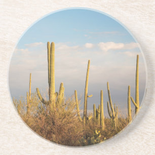 Porta-copos De Arenito EUA, Arizona, Parque Nacional Saguaro, Saguaro